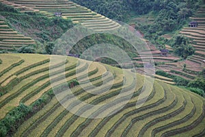 The scenery of terraced fields in Mu Cang Chai in the ripe rice season