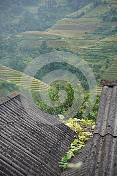 The scenery of terraced fields in Mu Cang Chai in the ripe rice season