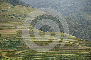 The scenery of terraced fields in Mu Cang Chai in the ripe rice season