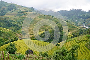 The scenery of terraced fields in Mu Cang Chai in the ripe rice season