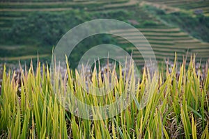 The scenery of terraced fields in Mu Cang Chai in the ripe rice season