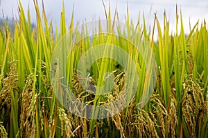 The scenery of terraced fields in Mu Cang Chai in the ripe rice season