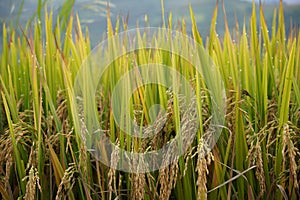 The scenery of terraced fields in Mu Cang Chai in the ripe rice season