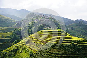 The scenery of terraced fields in Mu Cang Chai in the ripe rice season