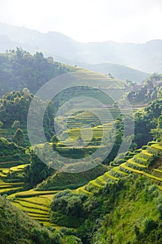 The scenery of terraced fields in Mu Cang Chai in the ripe rice season