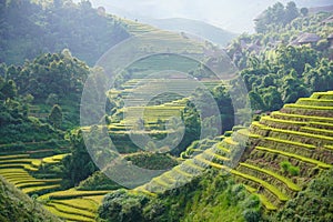 The scenery of terraced fields in Mu Cang Chai in the ripe rice season