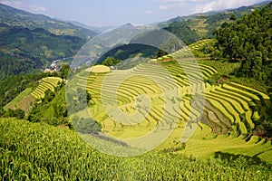 The scenery of terraced fields in Mu Cang Chai in the ripe rice season