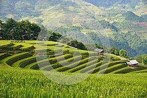 The scenery of terraced fields in Mu Cang Chai in the ripe rice season