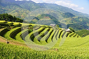 The scenery of terraced fields in Mu Cang Chai in the ripe rice season