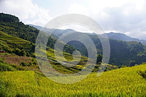 The scenery of terraced fields in Mu Cang Chai in the ripe rice season