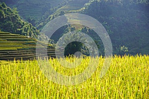 The scenery of terraced fields in Mu Cang Chai in the ripe rice season