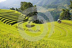 The scenery of terraced fields in Mu Cang Chai in the ripe rice season