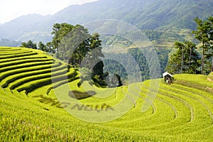 The scenery of terraced fields in Mu Cang Chai in the ripe rice season