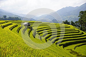 The scenery of terraced fields in Mu Cang Chai in the ripe rice season