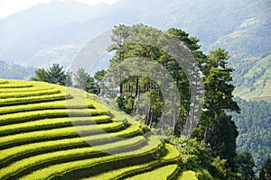 The scenery of terraced fields in Mu Cang Chai in the ripe rice season