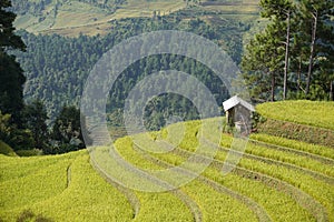 The scenery of terraced fields in Mu Cang Chai in the ripe rice season