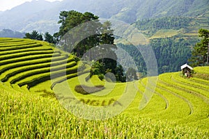 The scenery of terraced fields in Mu Cang Chai in the ripe rice season