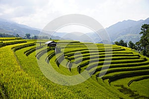 The scenery of terraced fields in Mu Cang Chai in the ripe rice season