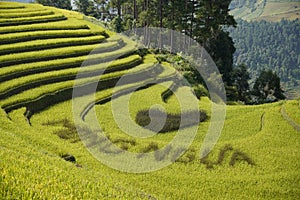 The scenery of terraced fields in Mu Cang Chai in the ripe rice season