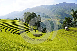 The scenery of terraced fields in Mu Cang Chai in the ripe rice season