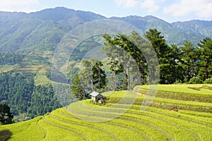 The scenery of terraced fields in Mu Cang Chai in the ripe rice season