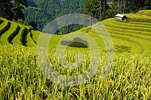 The scenery of terraced fields in Mu Cang Chai in the ripe rice season