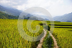 The scenery of terraced fields in Mu Cang Chai in the ripe rice season