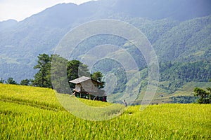 The scenery of terraced fields in Mu Cang Chai in the ripe rice season