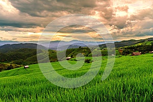 Scenery of the terraced rice fields at Ban Pa Pong Piang in Chiang Mai, Thailand