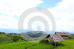 Scenery of terraced rice fields on green rice fields on vacation clear weather