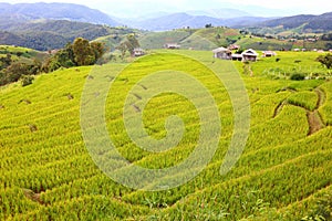 Scenery of terraced rice fields on green rice fields on vacation clear weather