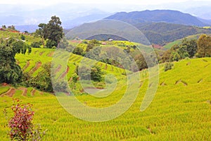 Scenery of terraced rice fields on green rice fields on vacation clear weather