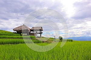 Scenery of terraced rice fields on green rice fields on vacation clear weather