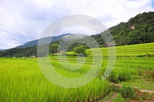 Scenery of terraced rice fields on green rice fields on vacation clear weather