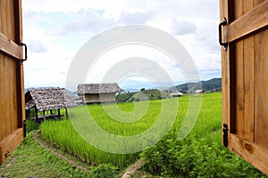 Scenery of terraced rice fields on green rice fields on vacation clear weather