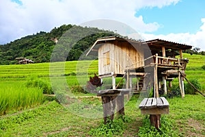 Scenery of terraced rice fields on green rice fields on vacation clear weather