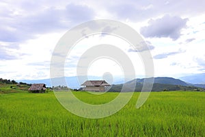 Scenery of terraced rice fields on green rice fields on vacation clear weather