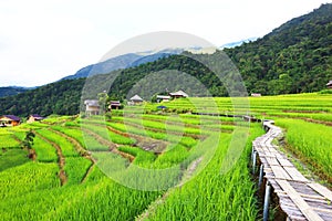 Scenery of terraced rice fields on green rice fields on vacation clear weather