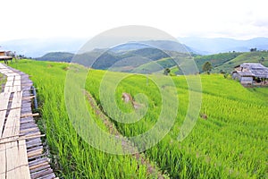 Scenery of terraced rice fields on green rice fields on vacation clear weather