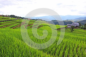 Scenery of terraced rice fields on green rice fields on vacation clear weather