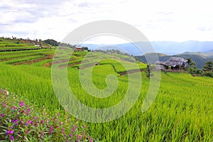 Scenery of terraced rice fields on green rice fields on vacation clear weather