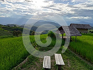 Scenery of terraced rice fields on green rice fields on vacation clear weather