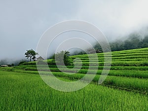 Scenery of terraced rice fields on green rice fields on vacation clear weather