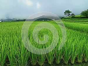 Scenery of terraced rice fields on green rice fields on vacation clear weather