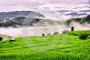 Scenery of the terraced rice fields with morning mist at Ban Pa Pong Piang in Chiang Mai, Thailand