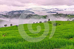 Scenery of the terraced rice fields with morning mist at Ban Pa Pong Piang in Chiang Mai, Thailand