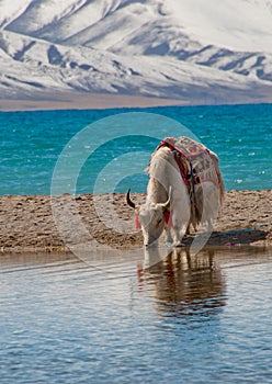 Scenery in Tibet