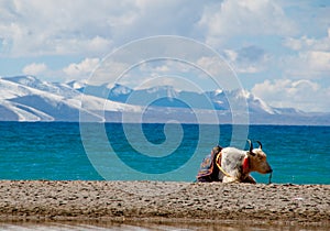 Scenery in Tibet