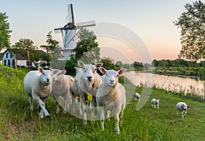 Scenery with a traditional dutch windmill called `De Vlinder` and a flock of sheep in Deil, Province of Gelderland, The Netherland