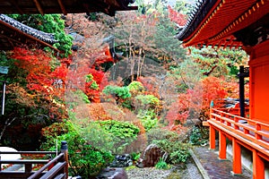 Scenery of a traditional Japanese corridor and a pavilion surrounded by fiery maple trees in the garden